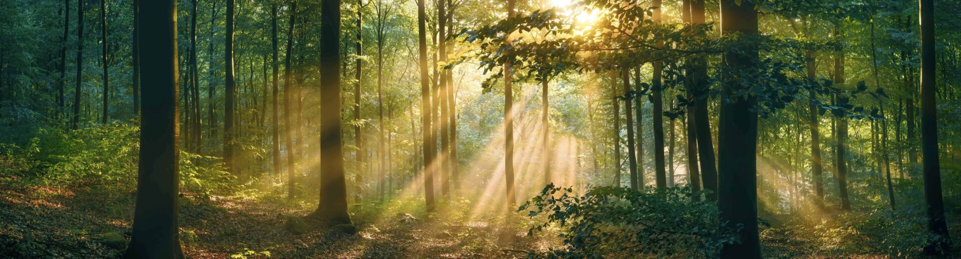 Warmes Sonnenlicht im dicht bewachsenen Wald
