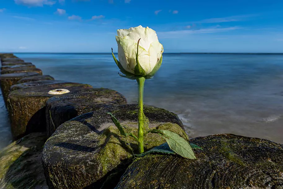 Weiße Rose am Meer